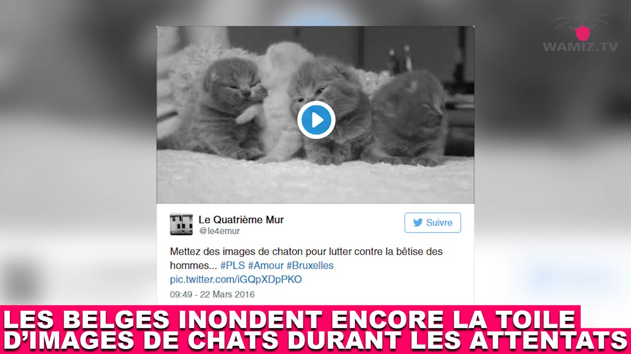Les belges inondent encore la toile d'images de chats durant les attentats ! Tout de suite dans la minute chat #180