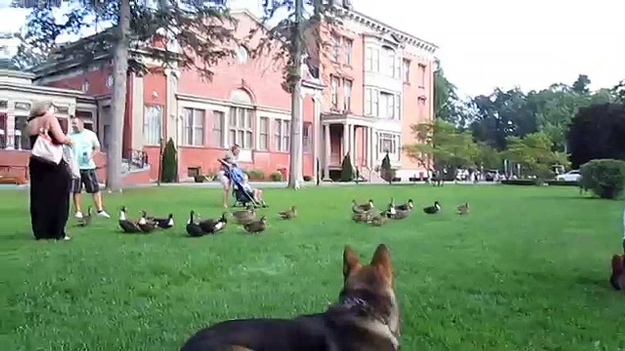 German Shepherd trained for personal protection loose in the park. Watch what happens.