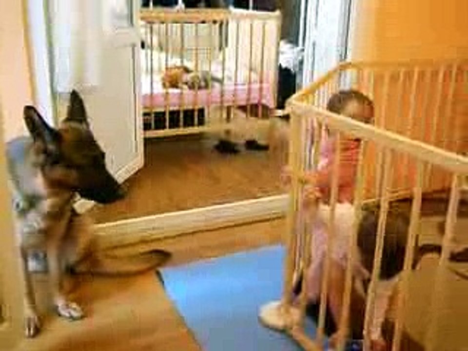 Twins playing with German Shepherd dog (First free contacts)