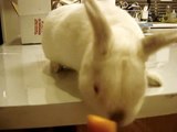 my cute bunny eatting celery besides carrots