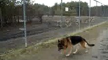 Wolves and dog
