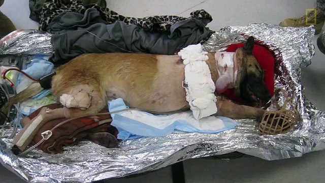 Si è sacrificato per salvare delle vite. Ma questo cane poliziotto non sa che verrà ripagato nel migliore dei modi