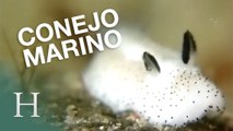 Jorunna Parva: el conejo marino