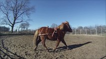 La LICORNERIE débourrage de BILLY poney de 3 ans longues rênes sans mors