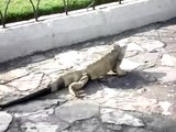 Parque de las Iguanas - Guayaquil Ecuador