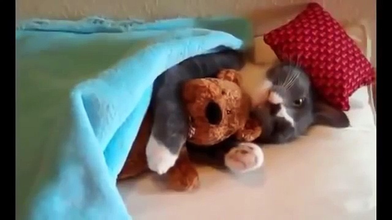 En Komik Kedi Videoları