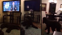 Good Boy! Well-Trained Dog Immediately Goes To Bed When The TV Is Turned Off