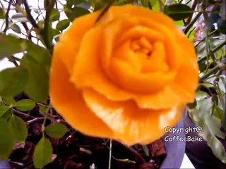 กุหลาบจากฟักทอง,How to carve pumpkin into rose patterns 1st