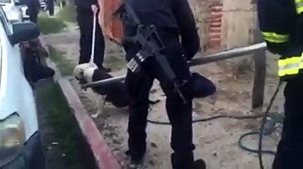 Perro pitbull mata a presunto ladrón en Sonora