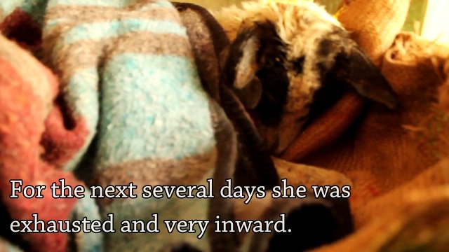 Un chien maltraité a été secouru