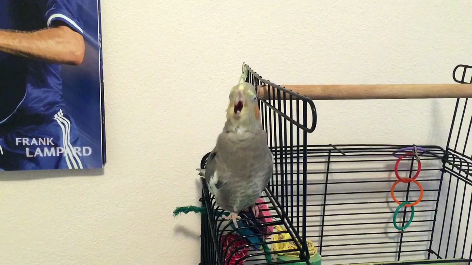 ⁣Cockatiel lip-syncing Dilemma by Nelly & Kelly Rowland