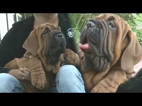 Bengaluru man becomes India's first owner of dog that cost 1 crore each