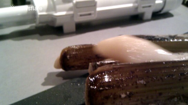 Razor clams rear up like snakes when they are touched