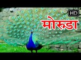 मोरुडा खाटू माही मीठो मीठो बोल्यो रे || Moruda Khatu Mahi Mitho Mitho Bolyo Re || Shyam Ji Bhajan