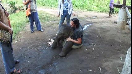 ¿Y si una cría de elefante se sienta sobre tus piernas para jugar?