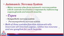 Somatic System & Autonomic Nervous System ( Sympathetic Nervous System )