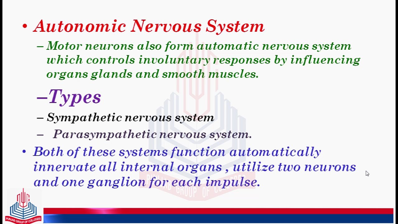 Somatic System & Autonomic Nervous System ( Sympathetic Nervous System )