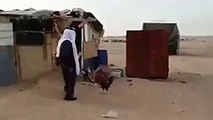 Whatsapp Funny Video .ھاھاھا اس عربی کی حرکتیں چیک کریں