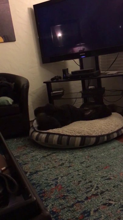 Ce chien va se coucher dès que son maître éteint la Télé. Et ça marche tout les soirs!