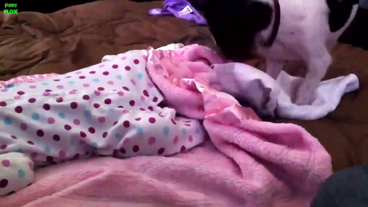 Best Babies and Animals Compilation 2013