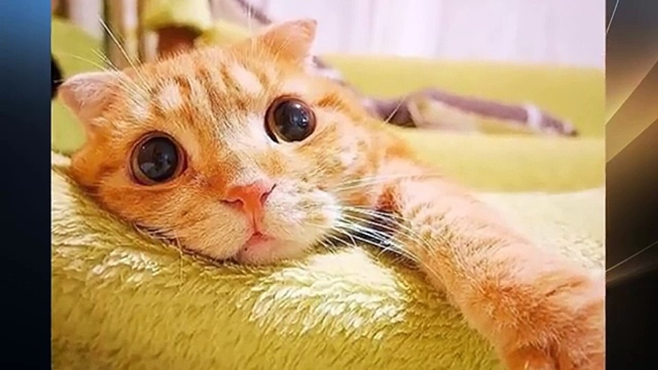 Funny Animals Photos Taken at the Right Moment 2016