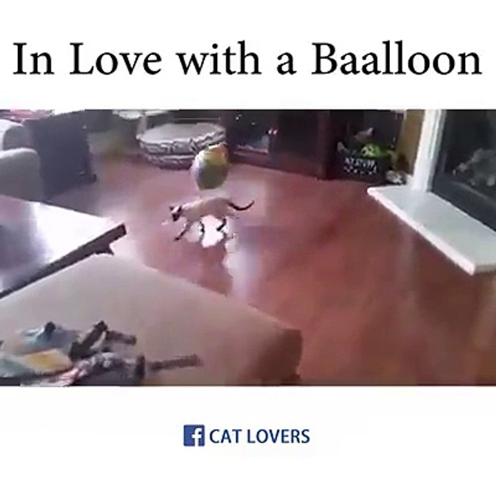 Balonsuz Yapamayan Kedi