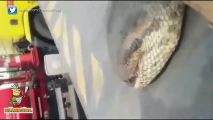 العثور على أضخم ثعبان في التاريخ بغابات الأمازون