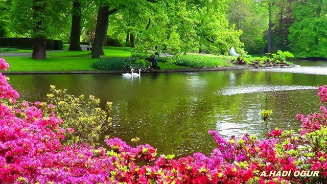 GÜL YAZICI - SEVDİM SENİ KIR ÇİCEGİM ** Derya Su **