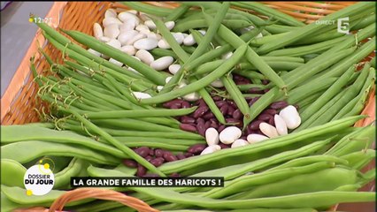 Dossier du Jour : La grande famille des haricots