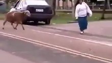 In A confrontation Between Man And Goat : The Goat Always Wins ?