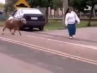 In A confrontation Between Man And Goat : The Goat Always Wins ?