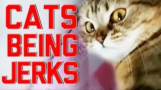 Cats Being Jerks Video Compilation    FailArmy