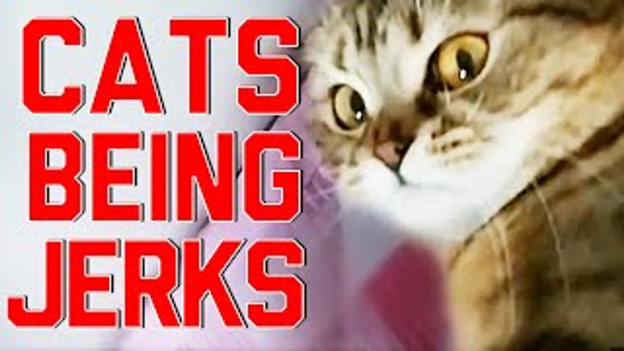 Cats Being Jerks Video Compilation    FailArmy