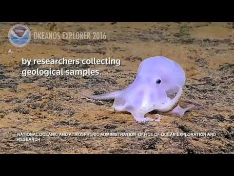 host-like octopus seen off the coast of Hawaii