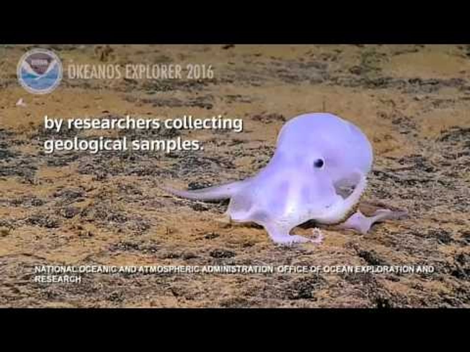 host-like octopus seen off the coast of Hawaii