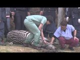 Runaway zebra dies after dies in Japan's golf course lake