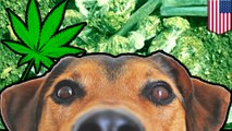 Dog returns home with big bag of weed from god knows where