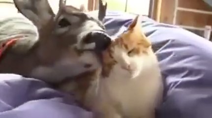 L'amitié totalement improbable entre un cerf et un chat !