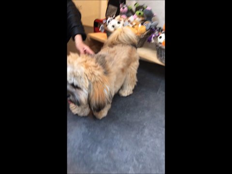 Voici Lambert, un Lhassa Apso trop mignon!