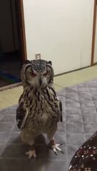 Why Can't Every Animal Be a Pet ?