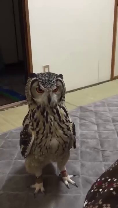 Why Can't Every Animal Be a Pet ?