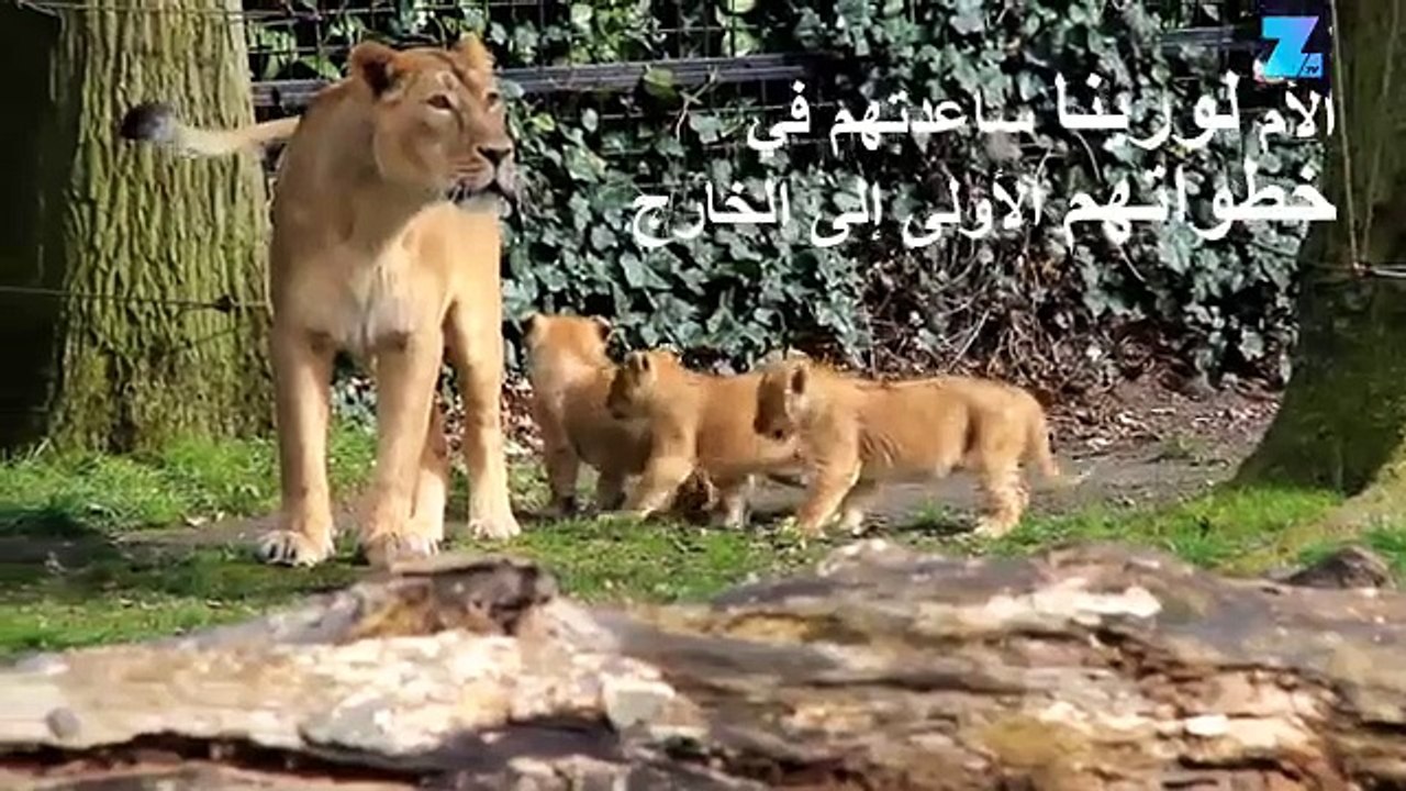 أشبال الأسود الثلاثة- الأصول فارسية والموطن بلجيكي