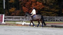 Take Flight aka Pilot 3 year old Dutch cross gelding