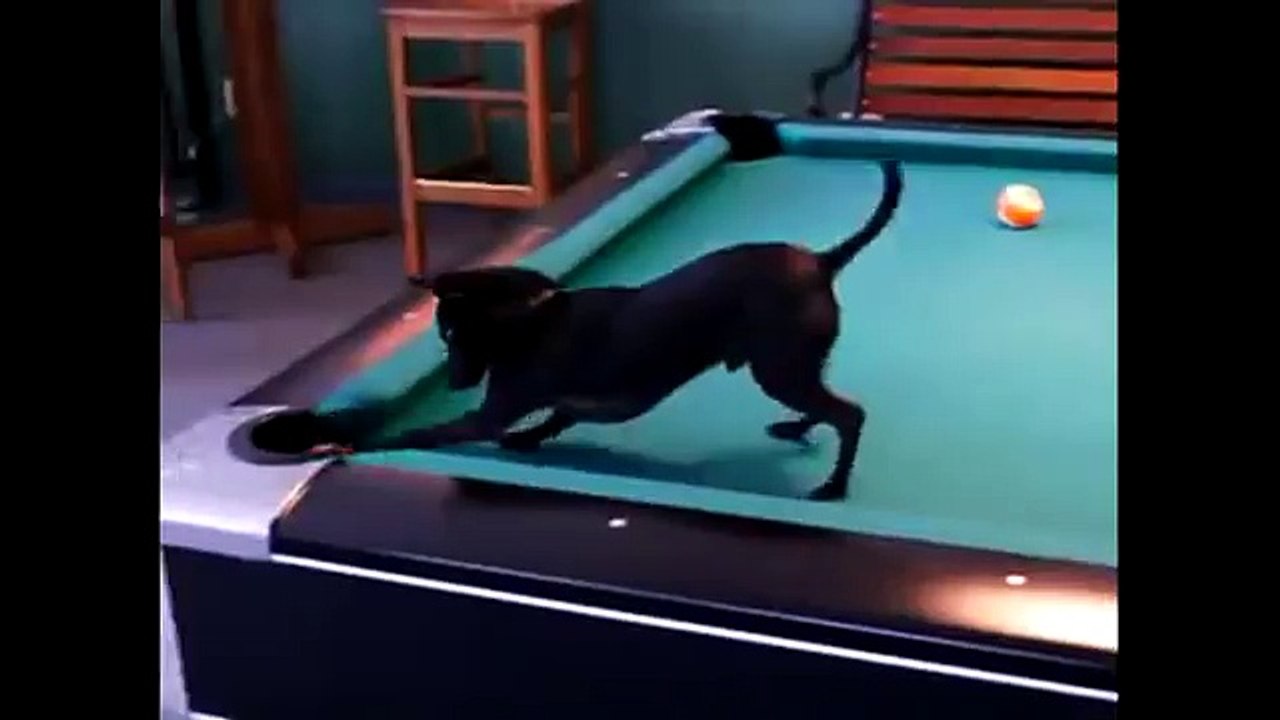 Smart Funny Dogs Compilation Top 10