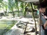 Miri Crocodile Farm - Feeding time