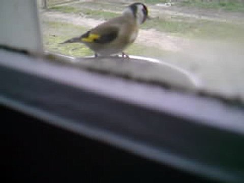 005la bagarre des chardonnerets