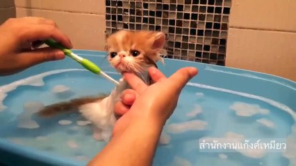 Un gremlins prend son bain