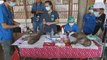 Realizan pruebas médicas a monos en Tailandia para prevenir enfermedades