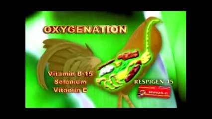 Gulf Haven Gamefarm Part 1 American Breeder Tour 2010