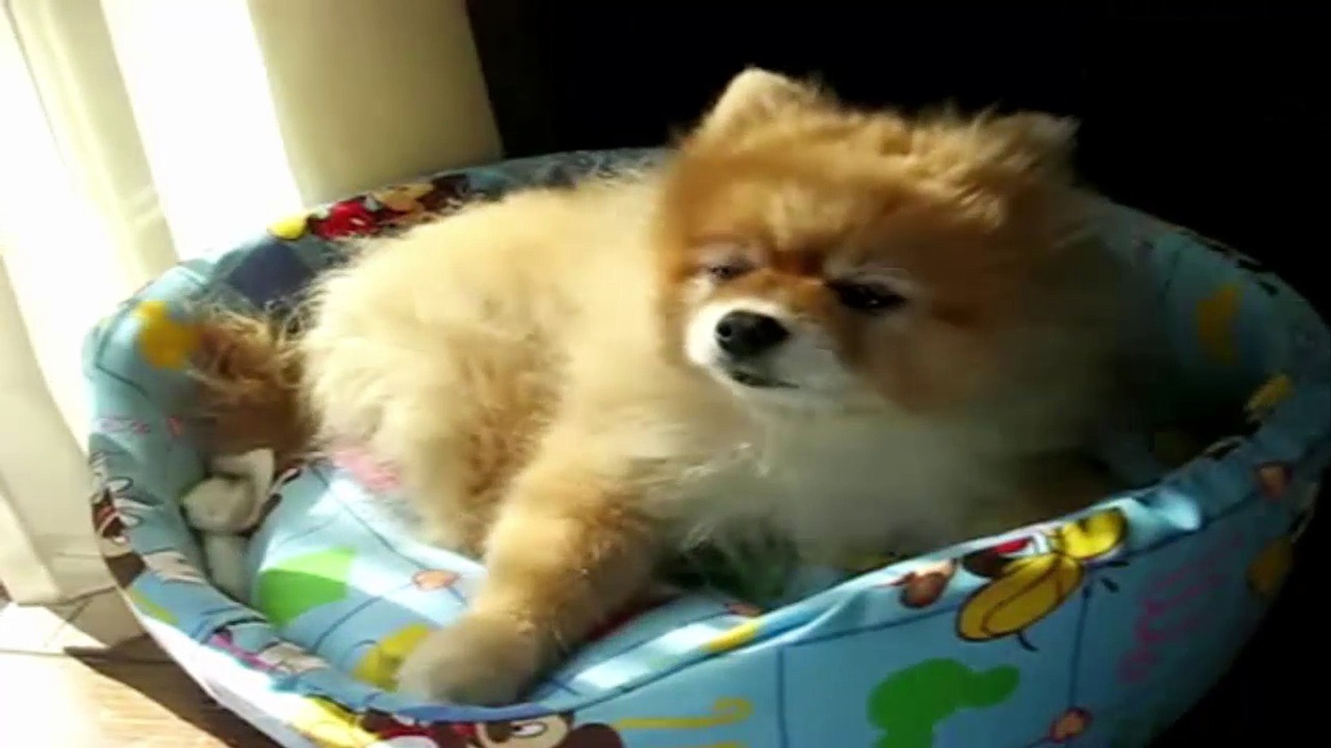 ⁣Funny Dog - Dog Cute Videos Compilation - Funny Dog Video  2016